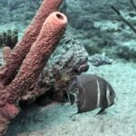 120614875 3478028335588540 1262019656776494596 n