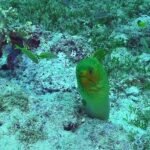 120744029 3478029072255133 2957447668208380830 n