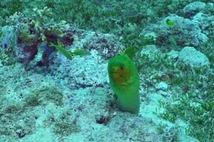 120744029 3478029072255133 2957447668208380830 n