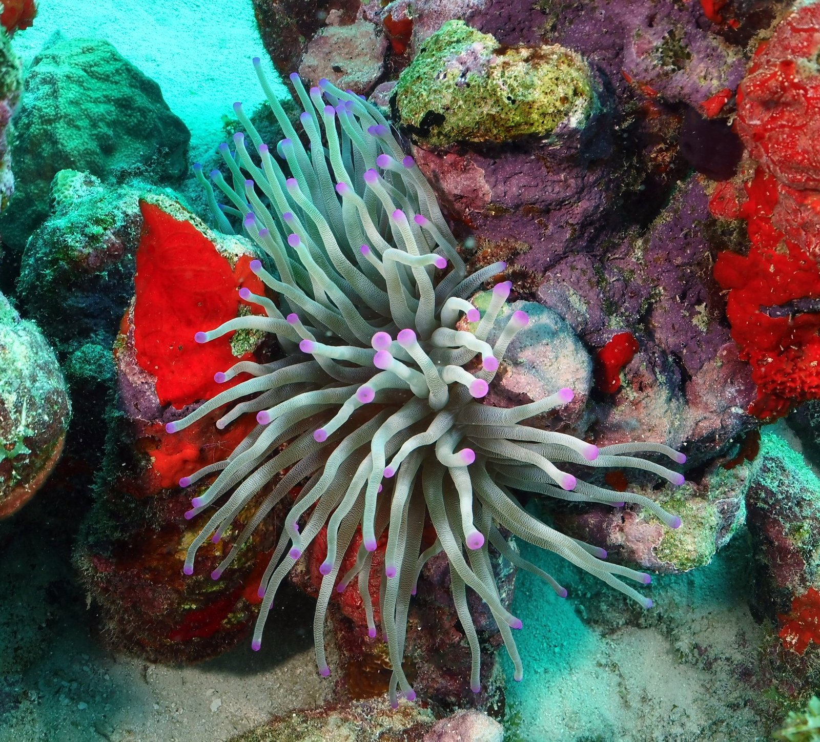 48248996 2081438988580822 3588550608665182208 n