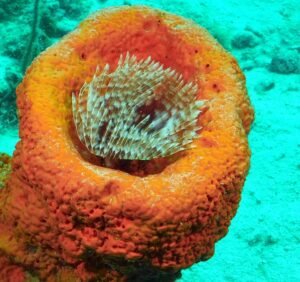 48364429 2081435698581151 2929663068809986048 n