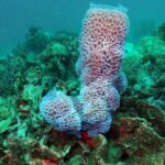 48387999 2081437575247630 2039193130032431104 n