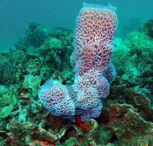 48387999 2081437575247630 2039193130032431104 n