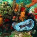 48417439 2081436648581056 5452537432689868800 n