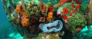 48417439 2081436648581056 5452537432689868800 n