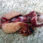 76612188 2644928635565185 618796446803558400 n