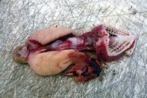 76612188 2644928635565185 618796446803558400 n