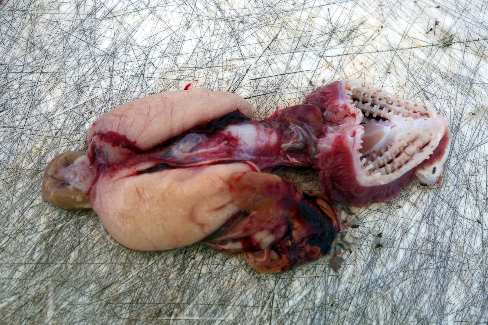 76612188 2644928635565185 618796446803558400 n