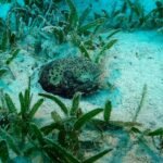 83114430 2817369358321111 5785890924231917568 n