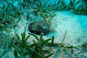 83114430 2817369358321111 5785890924231917568 n