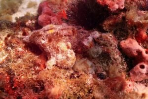 91399606 2954821261242586 5658929333025112064 n