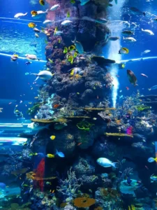 shoal of fish underwater 2446439