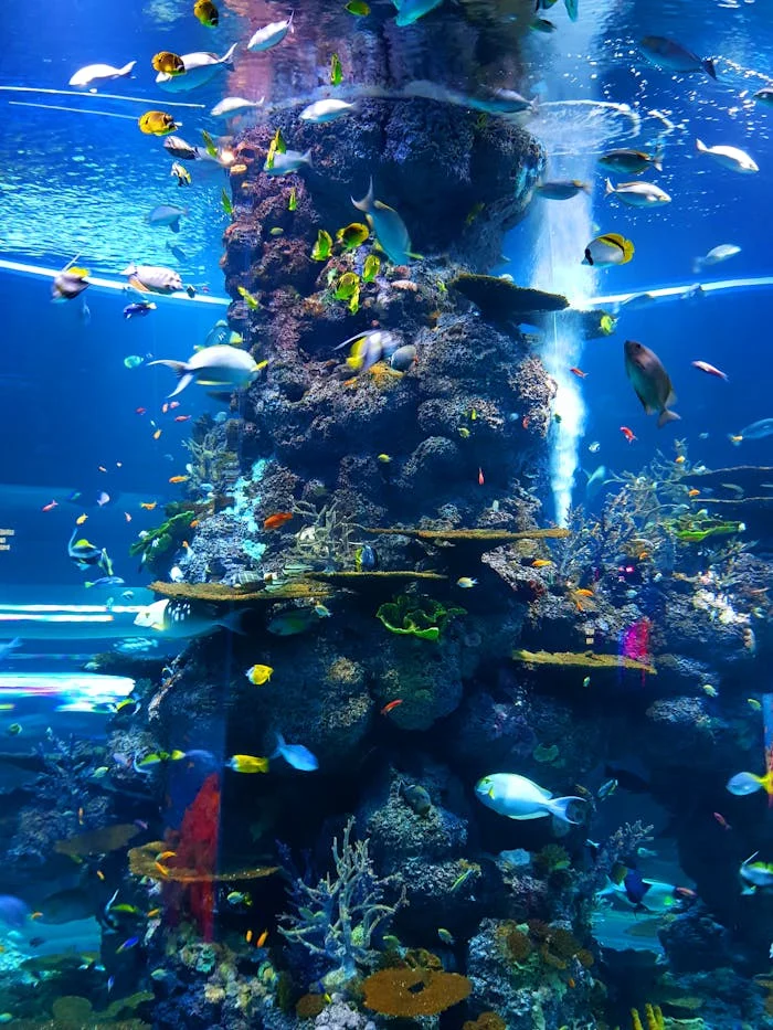 shoal of fish underwater 2446439