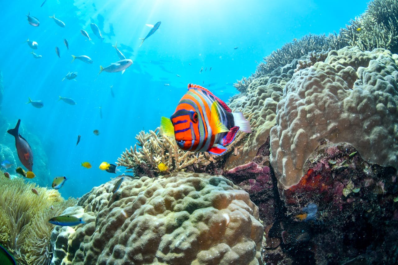 About Colorful reef fish swimming among corals in Australias clear waters.