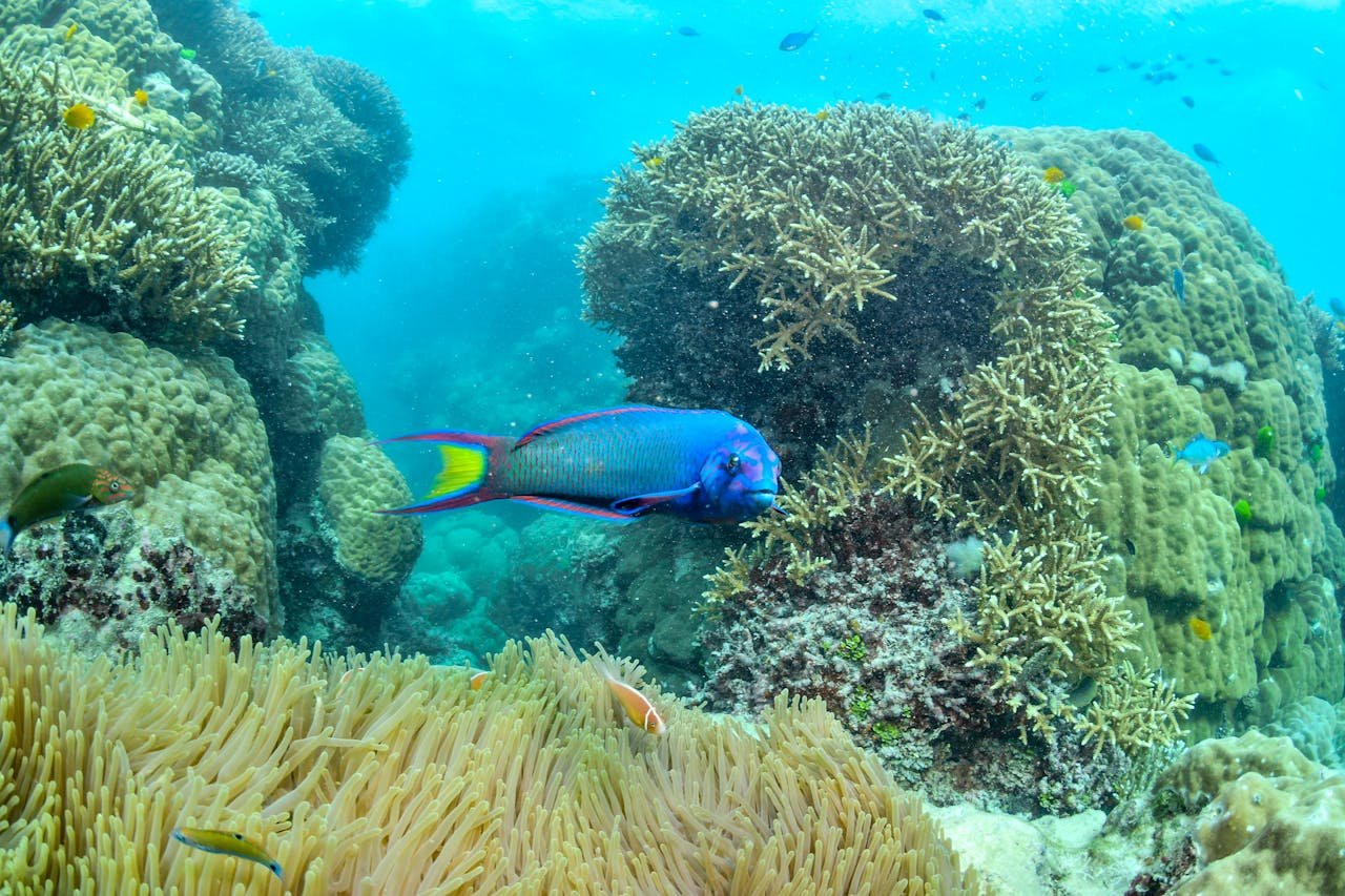 A vibrant underwater shot showcasing a colorful parrotfish amidst diverse coral formations in Australias Great Barrier Reef.